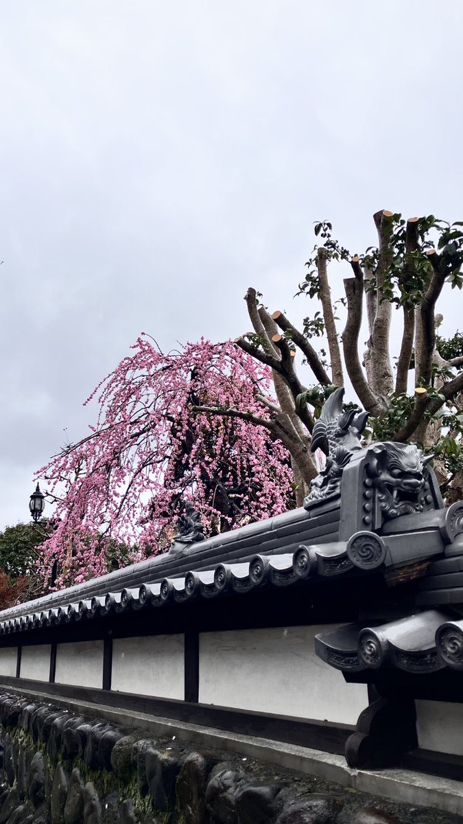 【ギリ母の底力‼️】

いつも　『なおみさんが
いてくれさえすればいいの💓』

と言って
ご近所と関わらなかったのに

1年ぶりに　15歳下の
お隣さんと　
我が家でカフェタイム☕️

年々元気になってる！！

大笑いしてる🤣🤣🤣

３時間半喋り倒した😱

これも浄霊効果？😁

ワクチン7回打ってるのに💉🤔