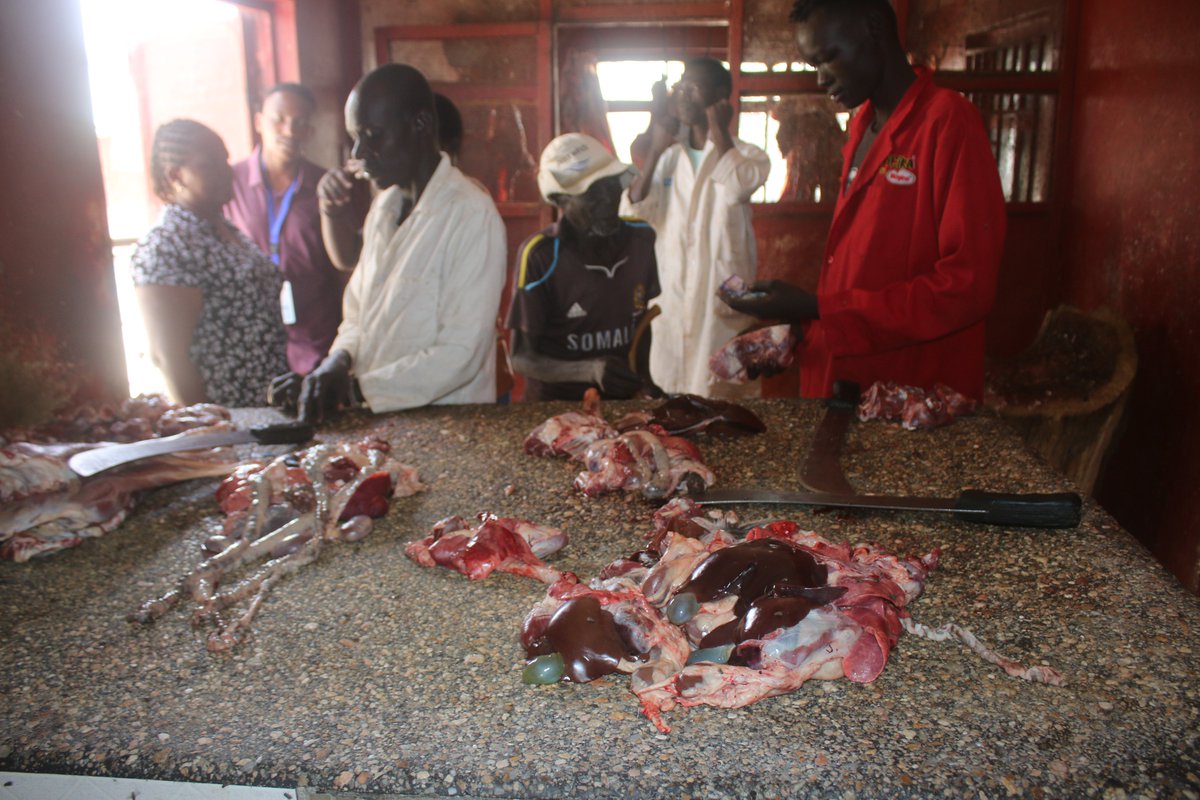 Institute Of Pastoralism Development And Research (@ofpastoralism) on Twitter photo Following IPDR’s concerted efforts, with support from <a href="/TheBrookeEA/">Brooke East Africa</a> , to counter the theft and illegal slaughter of donkeys—despite the National Government's ban—we are witnessing a drastic drop in the number of butcheries selling donkey meat in Lodwar and its environs.
Our team, Following IPDR’s concerted efforts, with support from <a href="/TheBrookeEA/">Brooke East Africa</a> , to counter the theft and illegal slaughter of donkeys—despite the National Government's ban—we are witnessing a drastic drop in the number of butcheries selling donkey meat in Lodwar and its environs.
Our team,