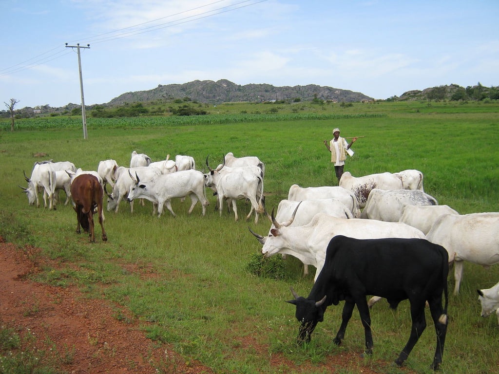 DailyPostNGR's tweet image. The Coalition of South East Youth Leaders, COSEYL, has issued a 48-hour ultimatum to Fulani herdsmen residing in Enugu State to vacate the land.