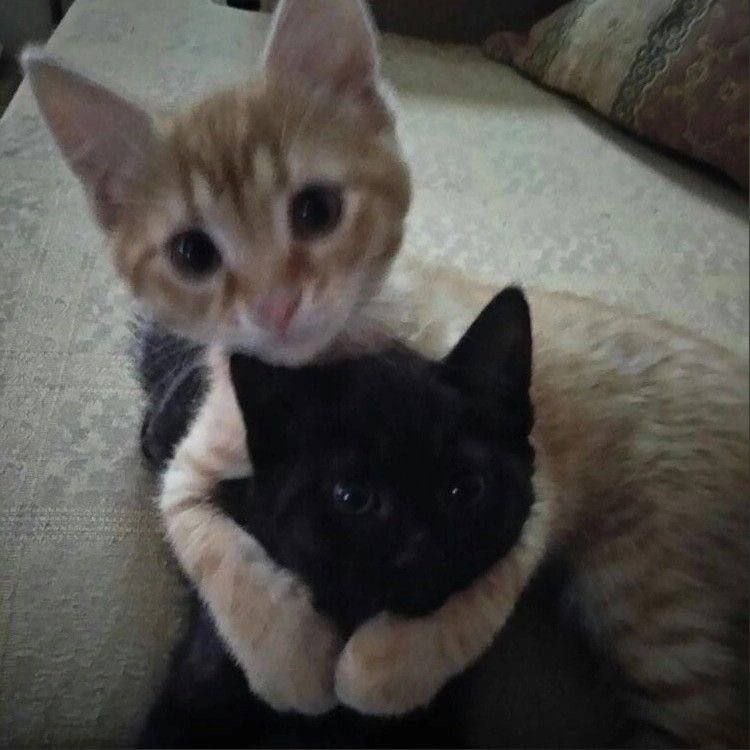 taejun as cats (@nyangztaejun) on Twitter photo 