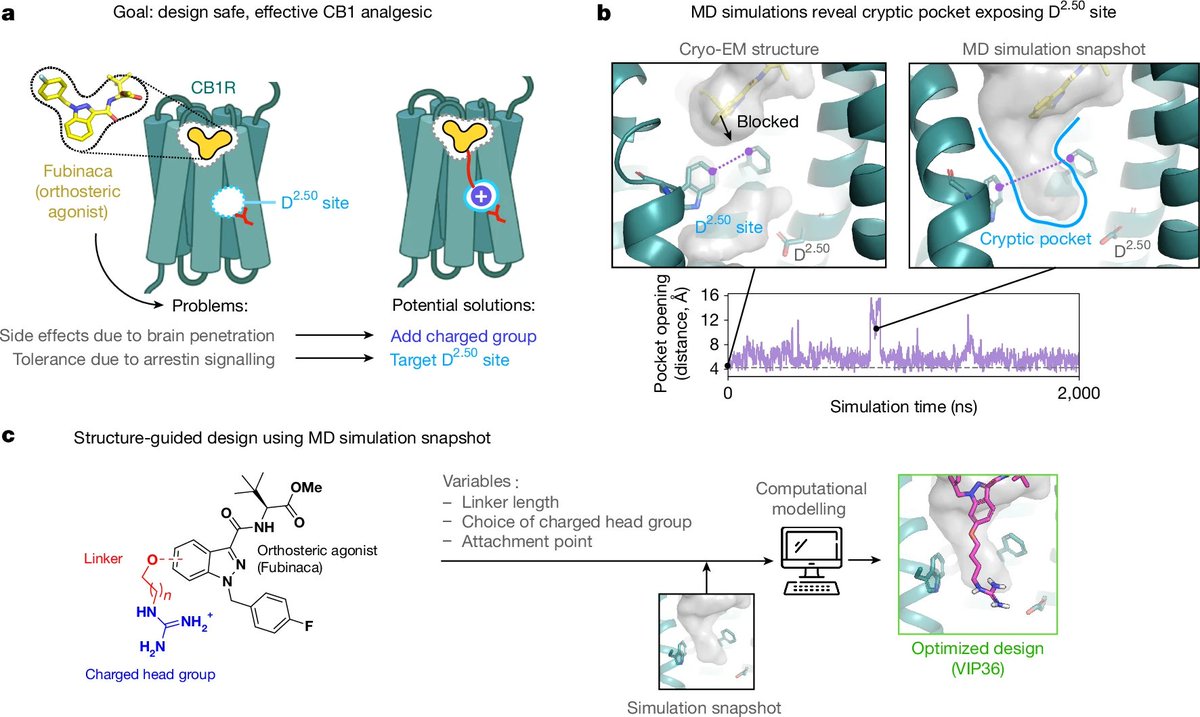 Arun K. Shukla (@arshukla) on Twitter photo Congratulations <a href="/sushmajumdarlab/">Susruta Majumdar</a> and team!
A cryptic pocket in CB1 drives peripheral and functional selectivity | Nature Congratulations <a href="/sushmajumdarlab/">Susruta Majumdar</a> and team!
A cryptic pocket in CB1 drives peripheral and functional selectivity | Nature