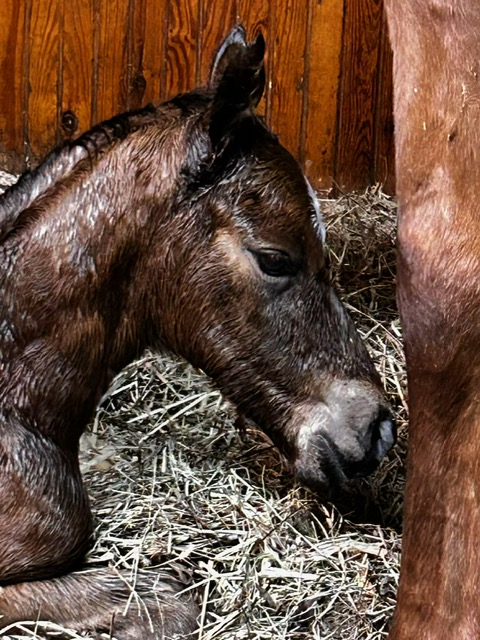 Little Blue Bird Stables tweet media