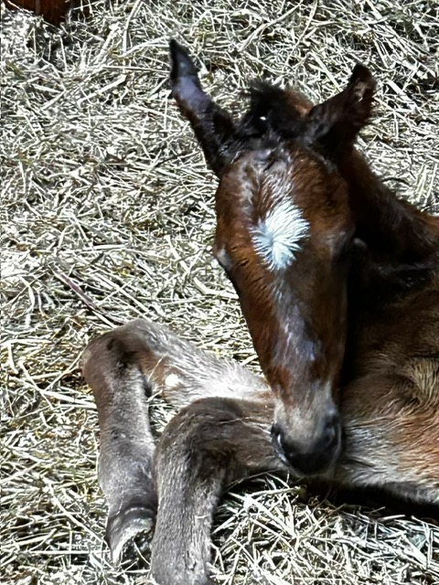 FIRST FOAL ALERT! (EVER!)

Fantastic news out of Hedberg Hall this morning, as our mare, LILA RUTH, delivered our very first foal - a filly by Goldencents. We just couldn't be more excited. Huge thanks to Lena Hedberg and team - couldn't do this without them. Three more to go!