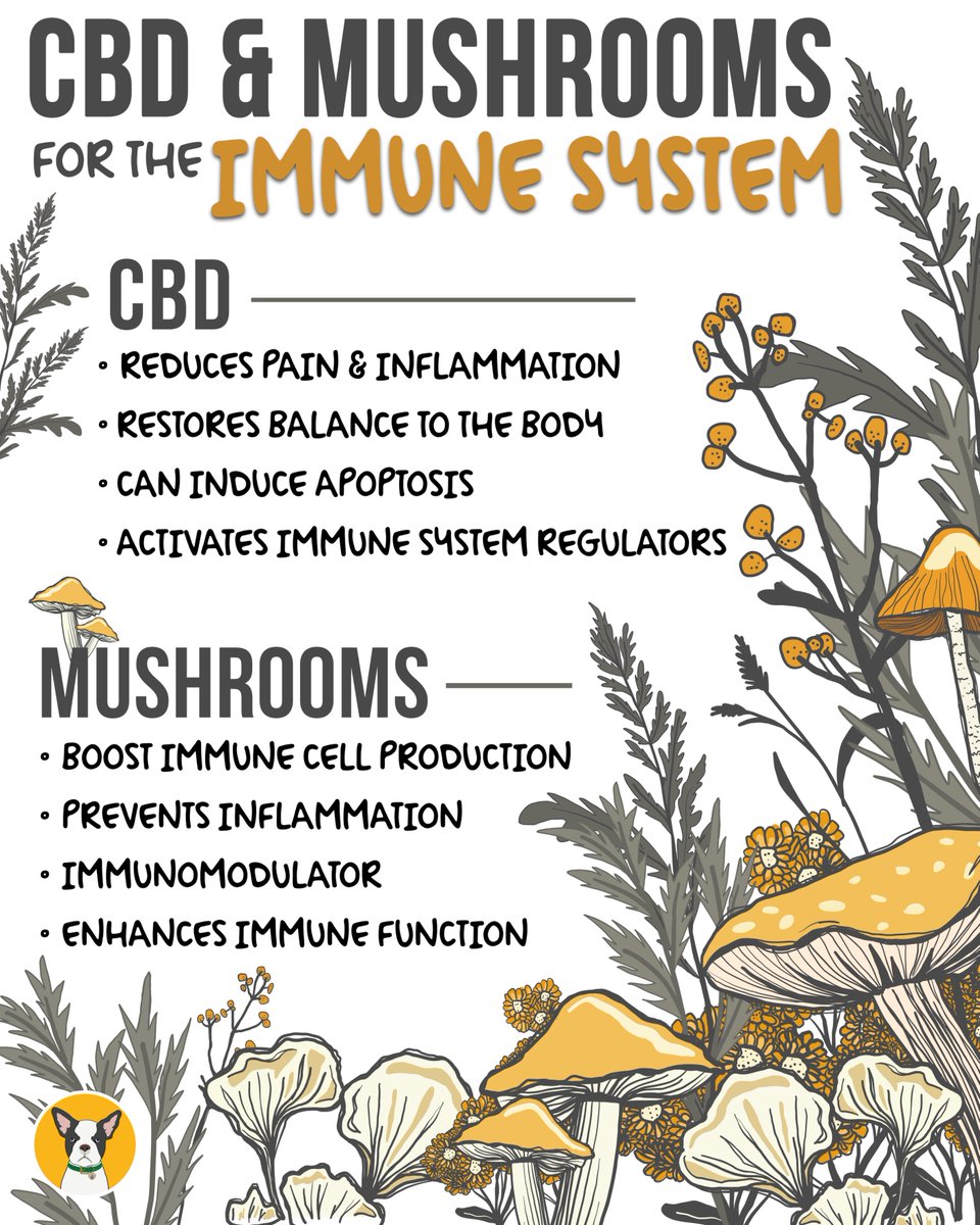 Did you know your dog’s immune system starts in their gut — and mushrooms plus CBD could be the ultimate tag team to keep it strong? 🤝 Together, they work to support immune modulation, like helping an overactive or weakened immune response! Dig deeper: cbddoghealth.com/cannabis-for-t…