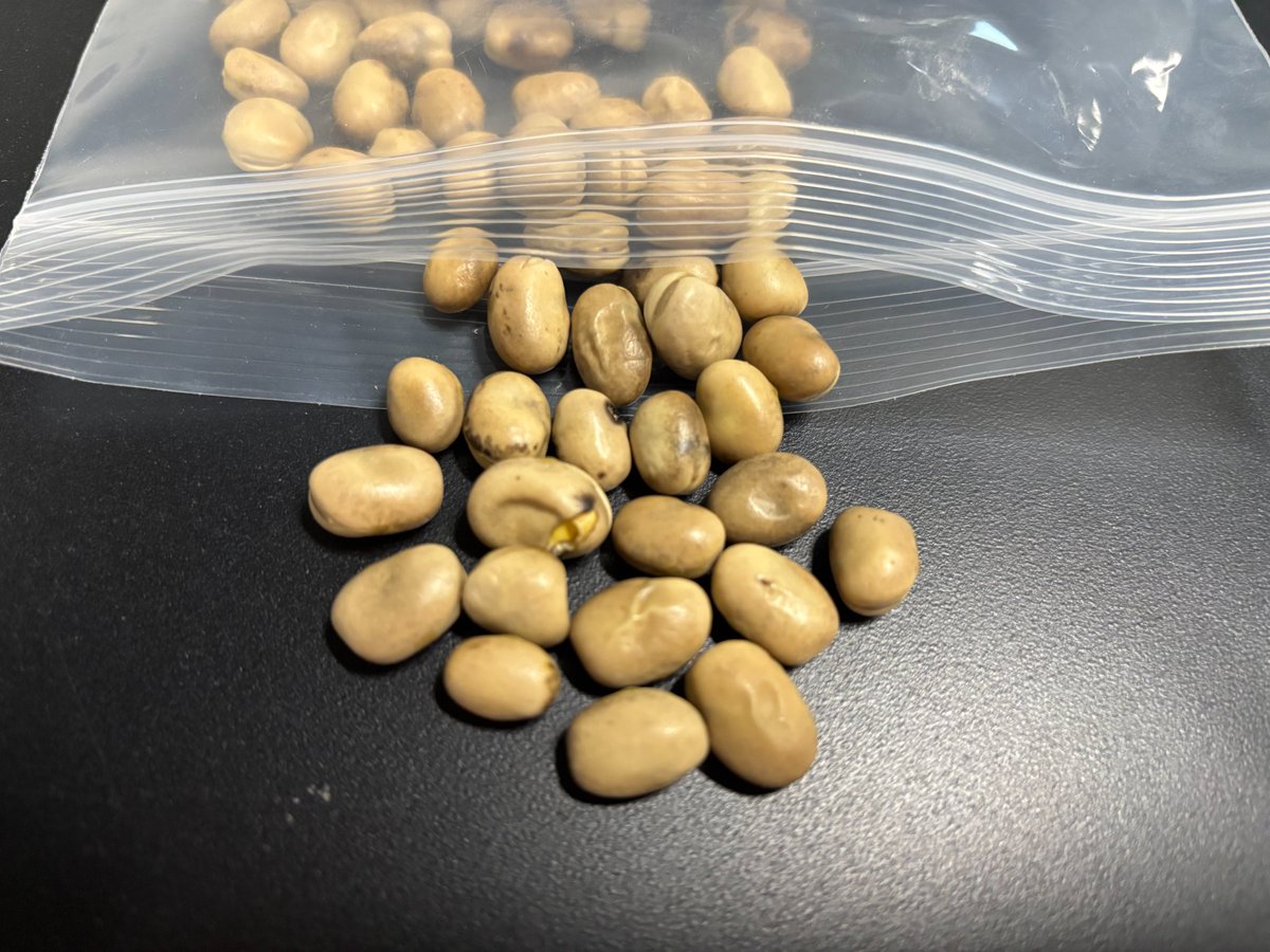 SGS Crop Science Seed News! Announcing #Tannin faba bean new service! Understand #soilpathology for crop rotation &amp; field trials. Seed #TKW builds profitability. Certification for #WheatMidge varieties -SGS is up to 21 varieties! Find out more Crop Science Services - SGS