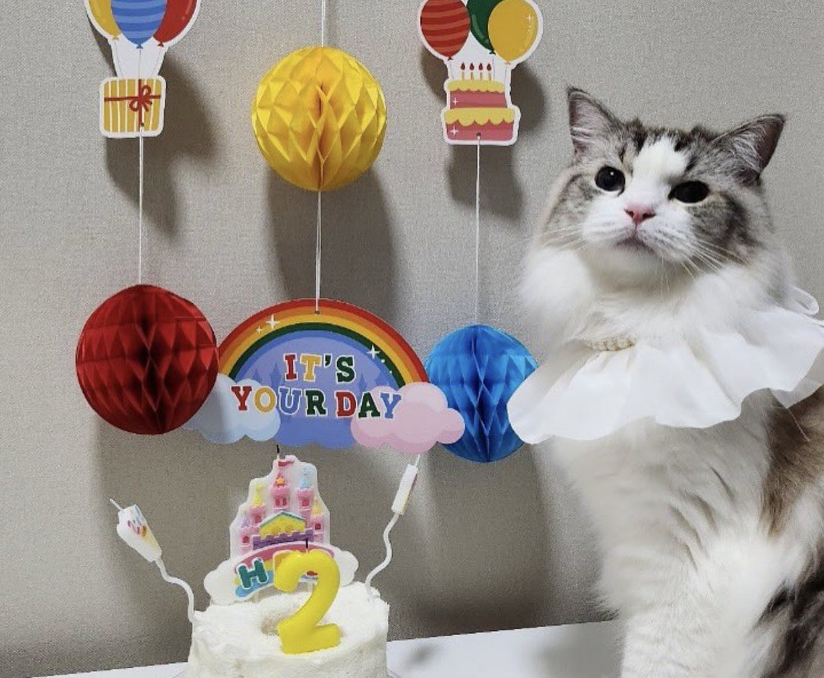 NJM__file's tweet photo. JAEMIN JUST THE BEST CAT DAD EVER!!!

He put a very PRETTY crown for her like princesses!
And very PRETTY clothes!
And prepare her birthday cake!
And put the decoration for her birthday!

All this for his precious daughter, na jaemin you are the best cat dad!🥺😫🫵🏻

#JAEMIN #재민 https://t.co/ous6FFyQNs