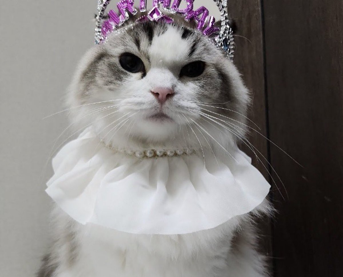 NJM__file's tweet photo. JAEMIN JUST THE BEST CAT DAD EVER!!!

He put a very PRETTY crown for her like princesses!
And very PRETTY clothes!
And prepare her birthday cake!
And put the decoration for her birthday!

All this for his precious daughter, na jaemin you are the best cat dad!🥺😫🫵🏻

#JAEMIN #재민 https://t.co/ous6FFyQNs
