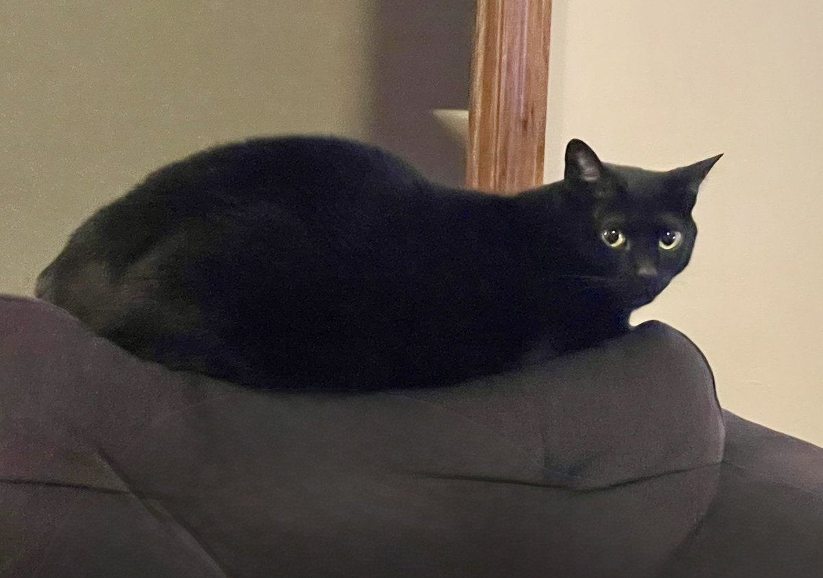 Enjoying the #ChewyPawtee EU