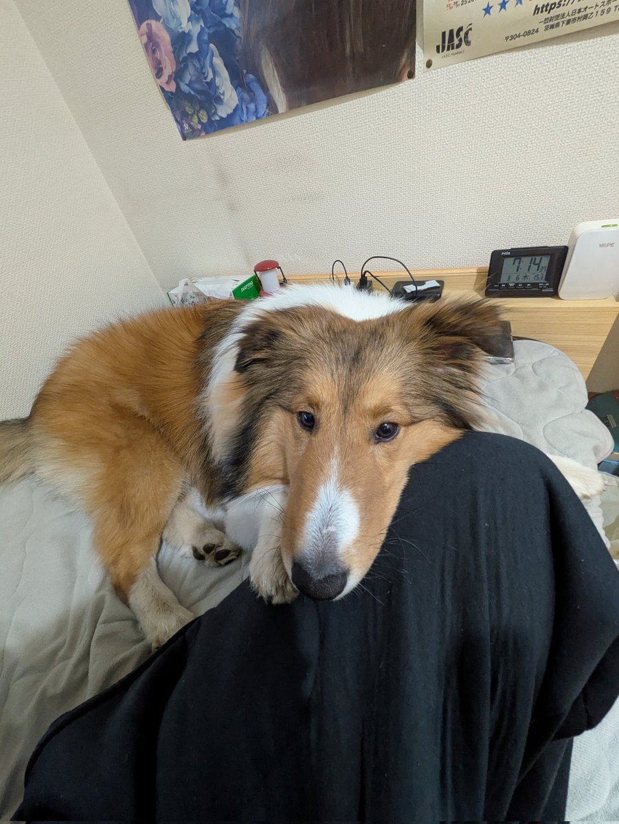 おはようございます。
今日も元気な楽希😍
仕事行かないでモード（笑）
毎回これでバス乗り遅れるだよな🤣