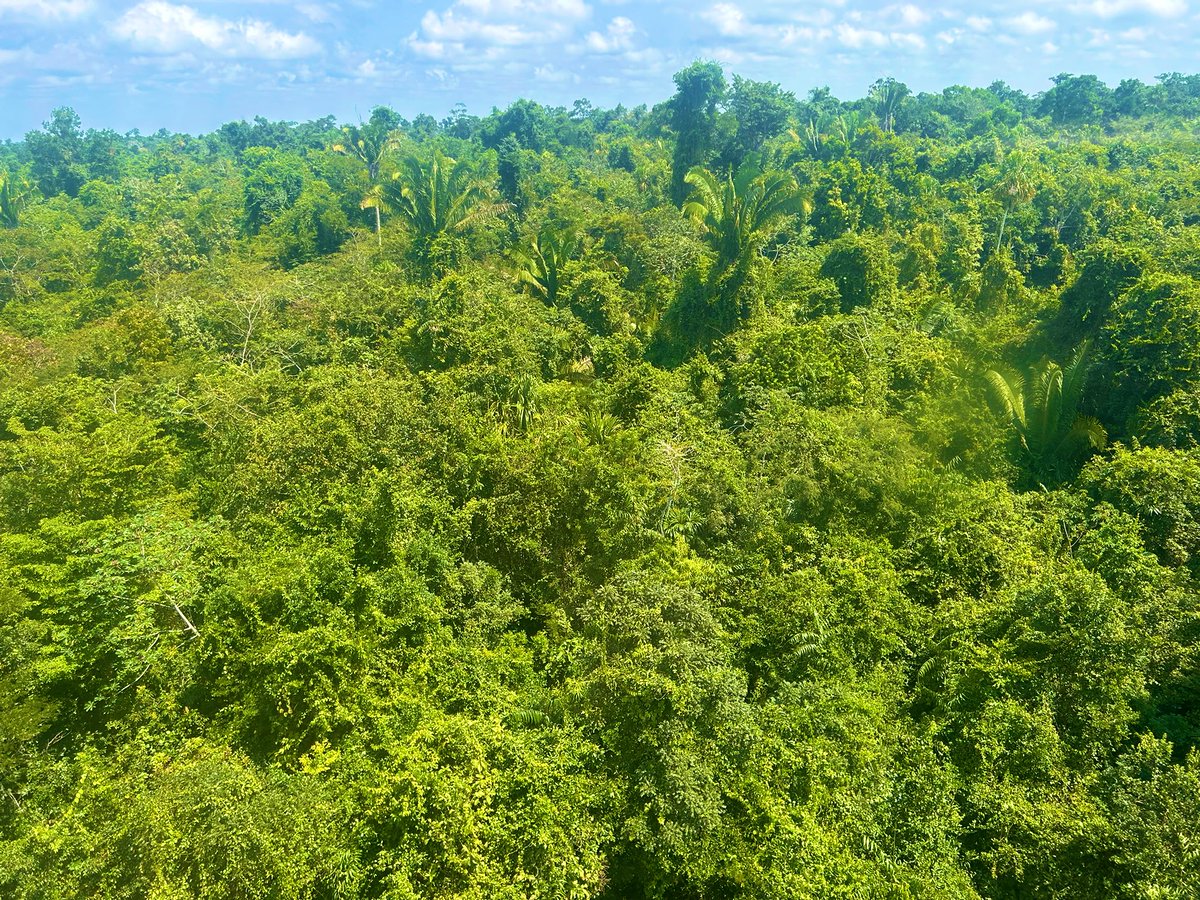 Average Joe tweet media