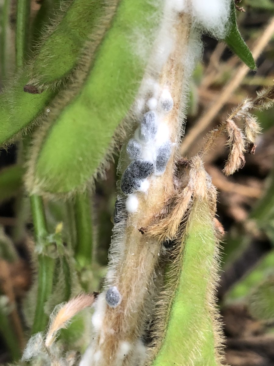 Crop Protection Network (@cropnetwork) on Twitter photo Fungicide Efficacy Guides. Use the best product when disease risk is high and economic gain likely.
Soy Seedling: cropprotectionnetwork.org/publications/f…
Corn Foliar: cropprotectionnetwork.org/publications/f…
Soy Foliar: cropprotectionnetwork.org/publications/f…
<a href="/DTelenko/">Darcy Telenko</a> <a href="/alabamaED/">Ed Sikora</a> <a href="/BorisCamiletti/">Boris X Camiletti</a> <a href="/cropdoc08/">Kiersten Wise</a> <a href="/badgercropdoc/">Damon L. Smith</a> Fungicide Efficacy Guides. Use the best product when disease risk is high and economic gain likely.
Soy Seedling: cropprotectionnetwork.org/publications/f…
Corn Foliar: cropprotectionnetwork.org/publications/f…
Soy Foliar: cropprotectionnetwork.org/publications/f…
<a href="/DTelenko/">Darcy Telenko</a> <a href="/alabamaED/">Ed Sikora</a> <a href="/BorisCamiletti/">Boris X Camiletti</a> <a href="/cropdoc08/">Kiersten Wise</a> <a href="/badgercropdoc/">Damon L. Smith</a>