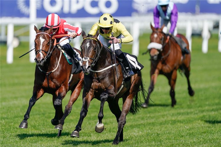 Exciting that our French stallion Cold Case notched up his 17th mare today - fast start from a very fast horse in the south of France