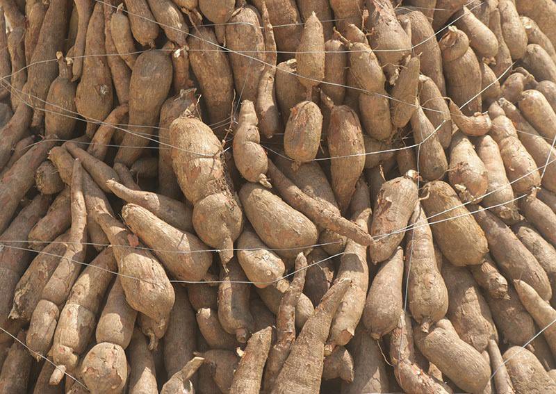 [Relire] «Nous sommes fiers de consommer local»: A l’Ouest du Cameroun, les femmes

agripreneursdafrique.com/article/a-l-ou…