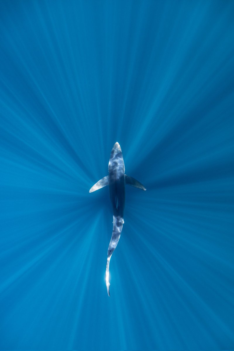 Probably the most elegant shark in the oceans. A female blue shark (Prionace glauca) passes by below.
