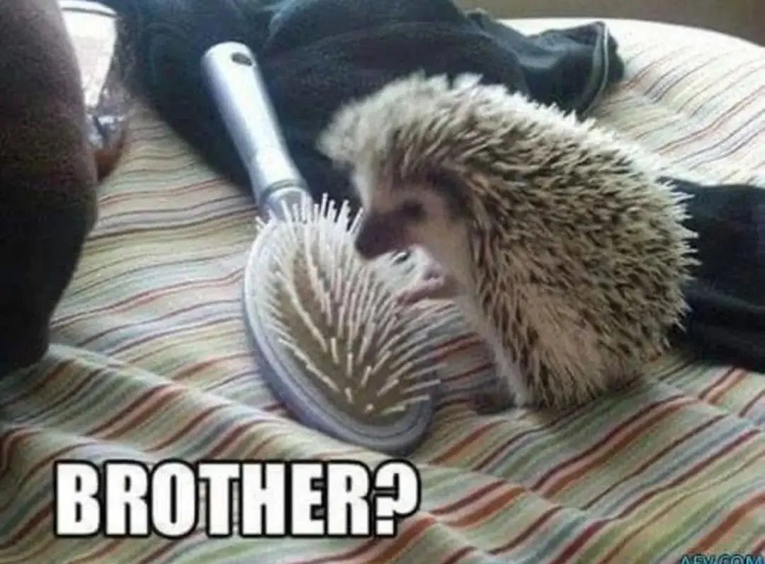 Anna_Erishkigal's tweet image. The cutest animal on earth 😀