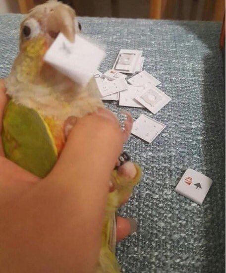 Out of Context Birds (@contextbirds) on Twitter photo 