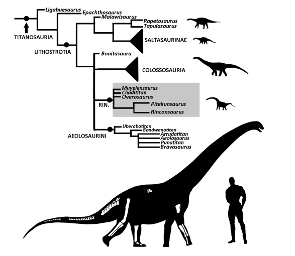 ThePrimalDino's tweet photo. Just thought everyone needed to know that paleontologists just named a new Sauropod dinosaur "Chadititan" and look at the human silhouette they used for a size comparison IN THE OFFICAL PAPER