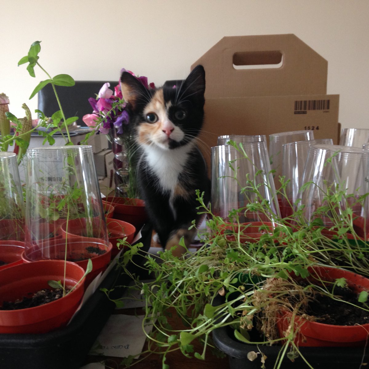 ah look how smol we were 😻😻#catsoftwitter #catsofX