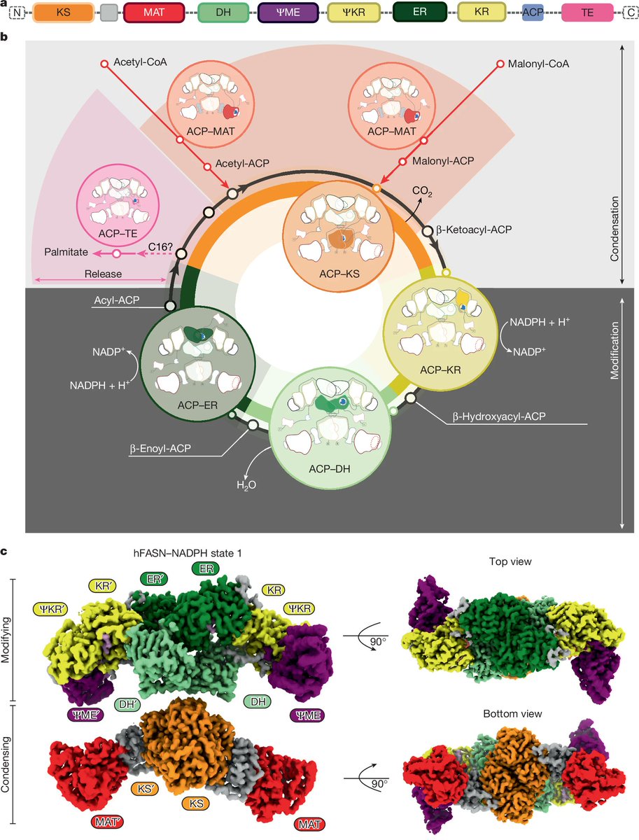 Penn Medicine CSO (@pennmedcso) on Twitter photo Snapshots of acyl carrier protein shuttling in human fatty acid synthase ft. <a href="/SchultzKollin/">Kollin Schultz</a>, Pedro Costa-Pinheiro, Lauren Gardner, <a href="/laura_vpinheiro/">Laura Pinheiro</a>, Julio Ramirez-Solis, Sarah Gardner, @WellenLab & <a href="/MarmorsteinLab/">Marmorstein Lab</a> <a href="/PennCancer/">Penn Medicine - Abramson Cancer Center</a> <a href="/BB_UPenn/">UPenn Dept of Biochem & Biophys</a> <a href="/Penn_CBIO/">Univ. of Pennsylvania Department of Cancer Biology</a> nature.com/articles/s4158… Snapshots of acyl carrier protein shuttling in human fatty acid synthase ft. <a href="/SchultzKollin/">Kollin Schultz</a>, Pedro Costa-Pinheiro, Lauren Gardner, <a href="/laura_vpinheiro/">Laura Pinheiro</a>, Julio Ramirez-Solis, Sarah Gardner, @WellenLab & <a href="/MarmorsteinLab/">Marmorstein Lab</a> <a href="/PennCancer/">Penn Medicine - Abramson Cancer Center</a> <a href="/BB_UPenn/">UPenn Dept of Biochem & Biophys</a> <a href="/Penn_CBIO/">Univ. of Pennsylvania Department of Cancer Biology</a> nature.com/articles/s4158…