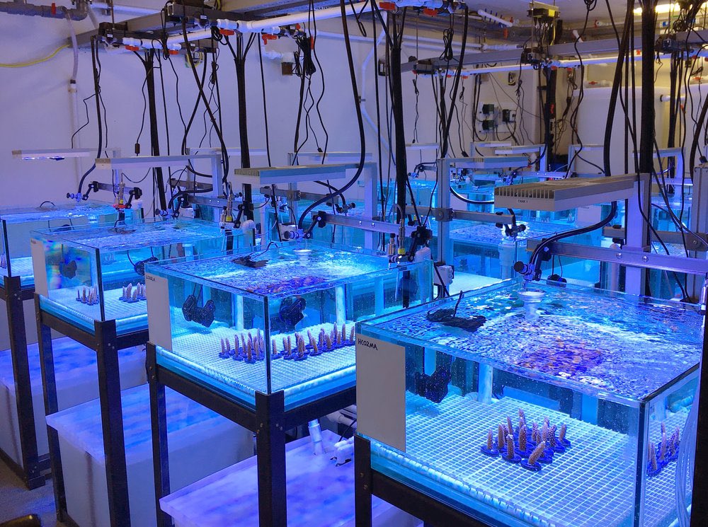 NOAA_AOML's tweet image. A new experiment is underway. Through an ongoing collaboration led by AOML and @MiamiRosenstiel our researchers are actively assessing the thresholds of reef-building coral species to environmental stressors. Click here: aoml.noaa.gov/fresca/#Module…