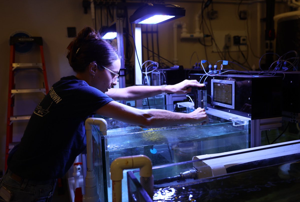 NOAA_AOML's tweet image. A new experiment is underway. Through an ongoing collaboration led by AOML and @MiamiRosenstiel our researchers are actively assessing the thresholds of reef-building coral species to environmental stressors. Click here: aoml.noaa.gov/fresca/#Module…