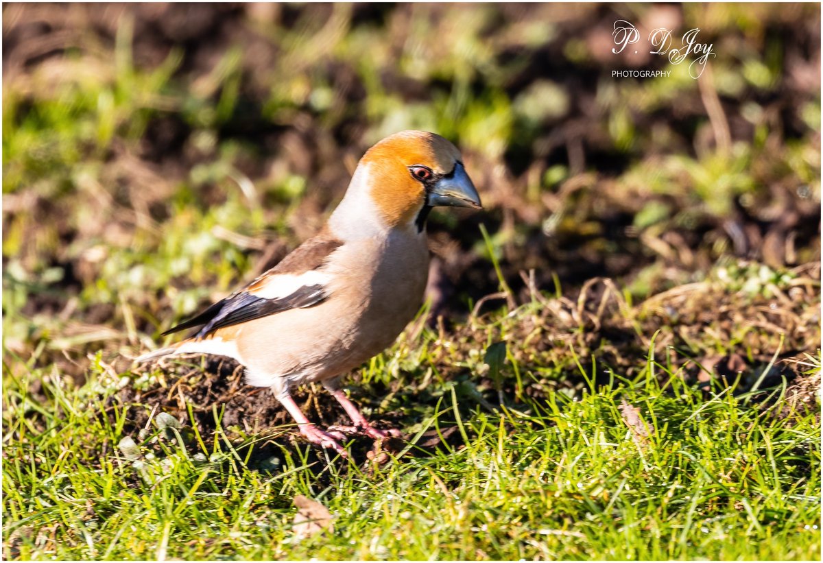 paul_joy46's tweet photo. A visit to Forest of Dean in sunny condition and got to see the Hawfinch in nice light out in the open. @GlosBirds @GlosterBirder @Natures_Voice #hawfinch #canon #potd https://t.co/jZxP8qvqiw