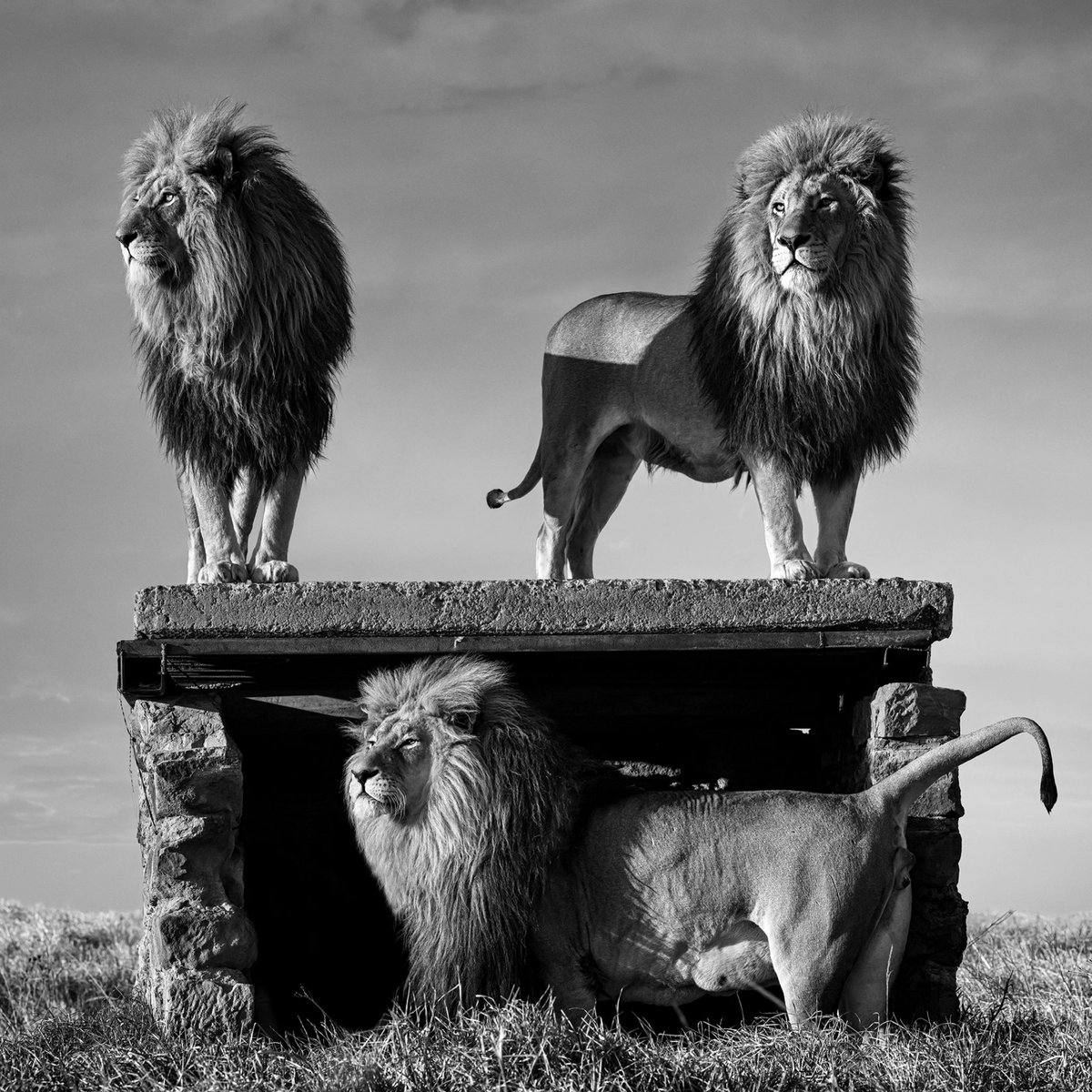 Steve Cannon tweet media