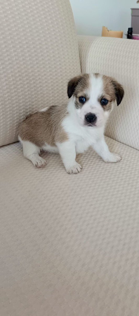 Masum Gözler (@masum_gozler) on Twitter photo İstanbul/Başakşehir
Çocuklar annesinden ayırıp başka yere bırakmışlar soğuktan titrerken bulduk 1 aylık erkek yavru köpek yeni yürüyo parazitleri vs yapıldı sanayide iş yerinde kalıyo şuanlık acil eve yada korunaklı bahçede gerçekten iyi bakabilene sahiplendirilecek
<a href="/sedaoztekn/">seda öztekin</a> İstanbul/Başakşehir
Çocuklar annesinden ayırıp başka yere bırakmışlar soğuktan titrerken bulduk 1 aylık erkek yavru köpek yeni yürüyo parazitleri vs yapıldı sanayide iş yerinde kalıyo şuanlık acil eve yada korunaklı bahçede gerçekten iyi bakabilene sahiplendirilecek
<a href="/sedaoztekn/">seda öztekin</a>