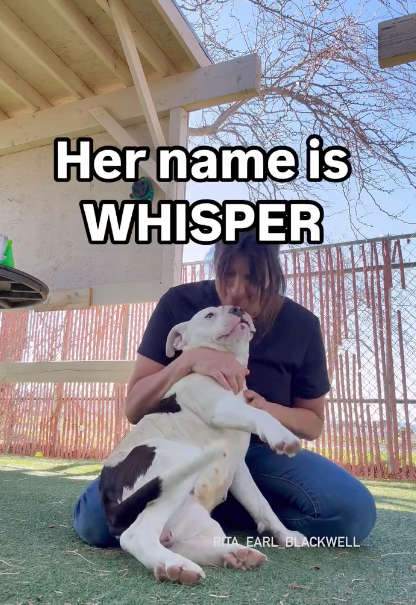 zjnov22's tweet photo. 🎀Whisper💗🐕 This 2 yo #Pittie is 🐕-friendly and has been described
by a volunteer as “a perfect little love”💕 Please #adopt her if you can🌸
🚨5210 West Ave | Lancaster #CA🚨 661-940-4191☎️ #PibblePower!
🌟#A5680546🌟 💜#AdoptDontShop💜 #California #Pitbull #Pibble♥️ https://t.co/5ZxCrf7vXX