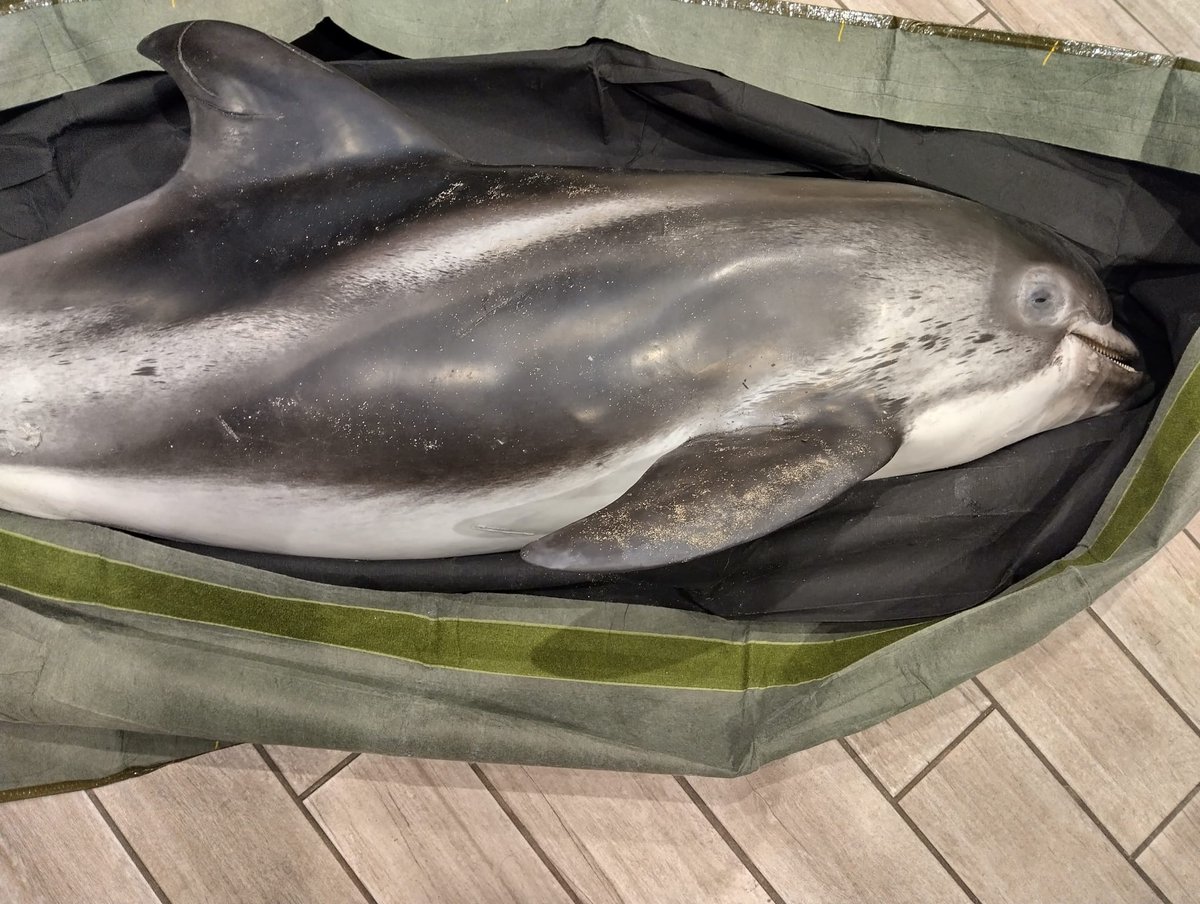 strandings_man's tweet image. Room for a few more... picked up several strandings found recently around Yorkshire including this white-beaked dolphin and harbour porpoise. Many thanks to our friends @Scubadave8 and family for all their help! Heading back to @ZSLScience for #CSIOfTheSea exams- after a pint...