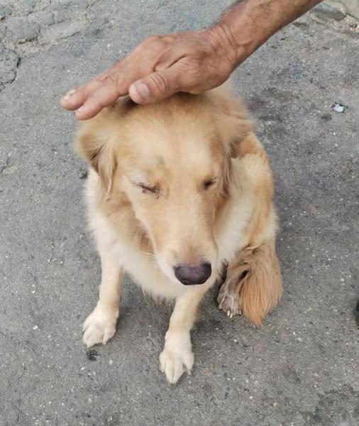 A64029345's tweet photo. *Golden Perdida*
Está Belleza se encontró perdida en la Calle 10, en este momento se encuentra resguardada momentáneamente con la Amiga Liz Joan final de la Calle 9. ProPatria, cerca del Mariano Picón Salas. Por favor si saben quién es la o el 0412-7208192 https://t.co/EeUTnpqpIE
