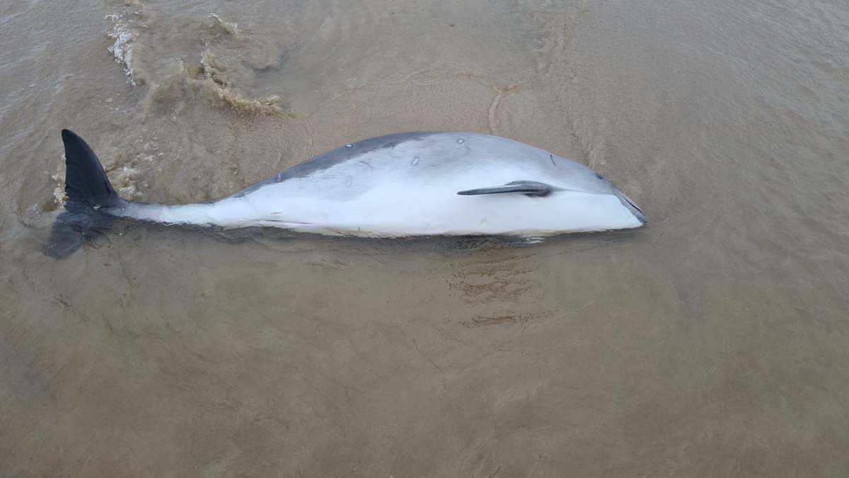 strandings_man's tweet image. Room for a few more... picked up several strandings found recently around Yorkshire including this white-beaked dolphin and harbour porpoise. Many thanks to our friends @Scubadave8 and family for all their help! Heading back to @ZSLScience for #CSIOfTheSea exams- after a pint...