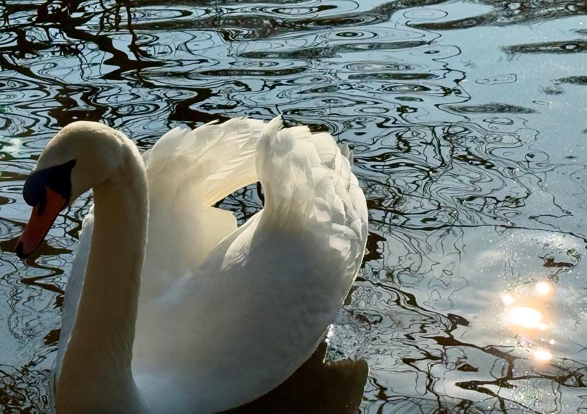 CoLEppingForest's tweet photo. Sunshine, blue skies and swans at #ConnaughtWater today 💙☀️🦢

#EppingForest #CityOfLondon #Chingford https://t.co/MR4StWPBhR