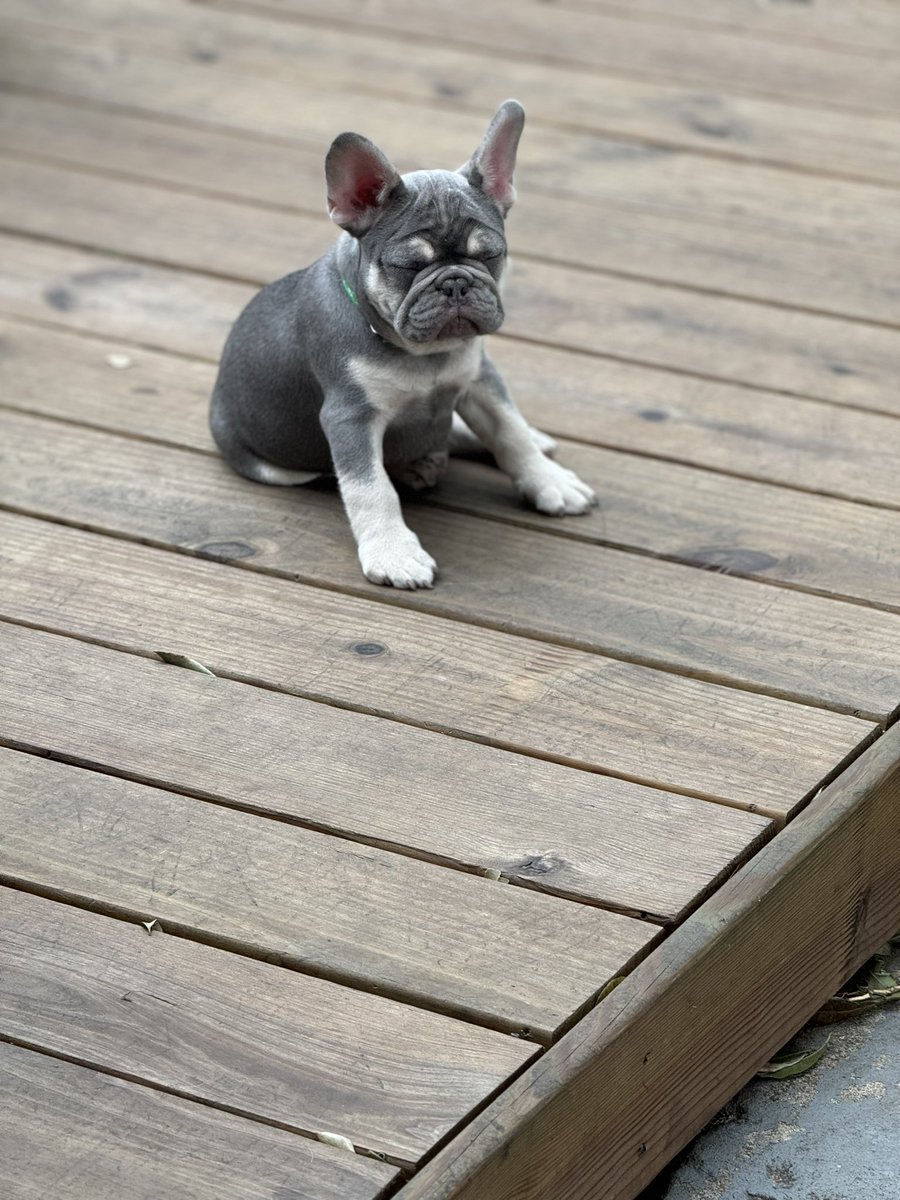 Have 3 beautiful puppies left 
2 boys one girl holler at me 

Mom and dad both 4 panel 
Akc registered 

Pups have shots 
Potty trained 
Akc registered