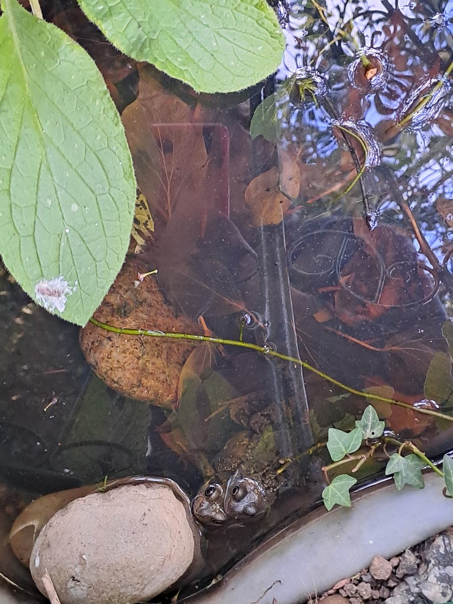 catherinekdaly's tweet image. Favourite time of the year innour garden. The wildlife pond keeps on giving. Already inputted to #spawnmap. Follow @PondDip to watch how busy the frogs are