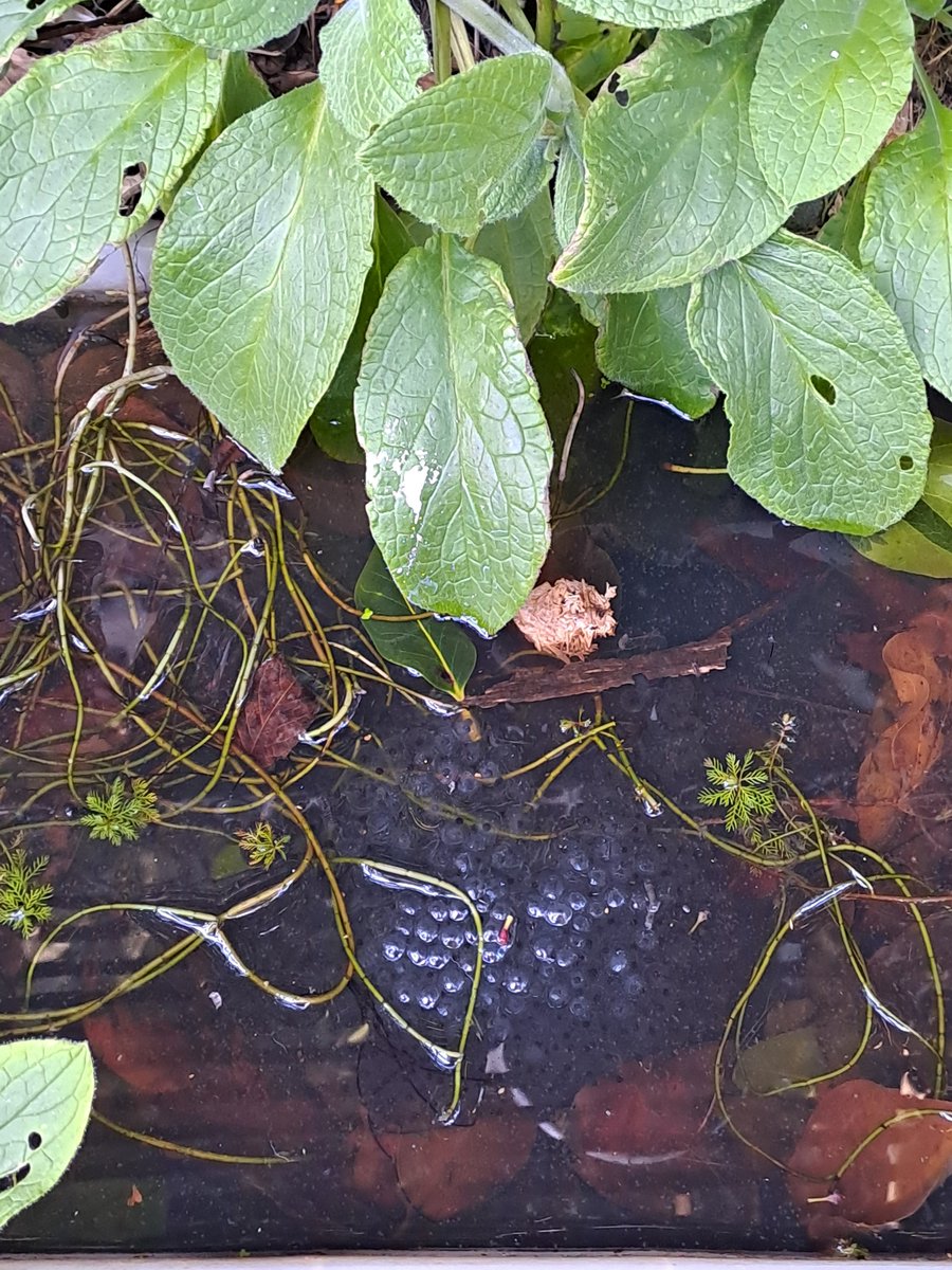 catherinekdaly's tweet image. Favourite time of the year innour garden. The wildlife pond keeps on giving. Already inputted to #spawnmap. Follow @PondDip to watch how busy the frogs are