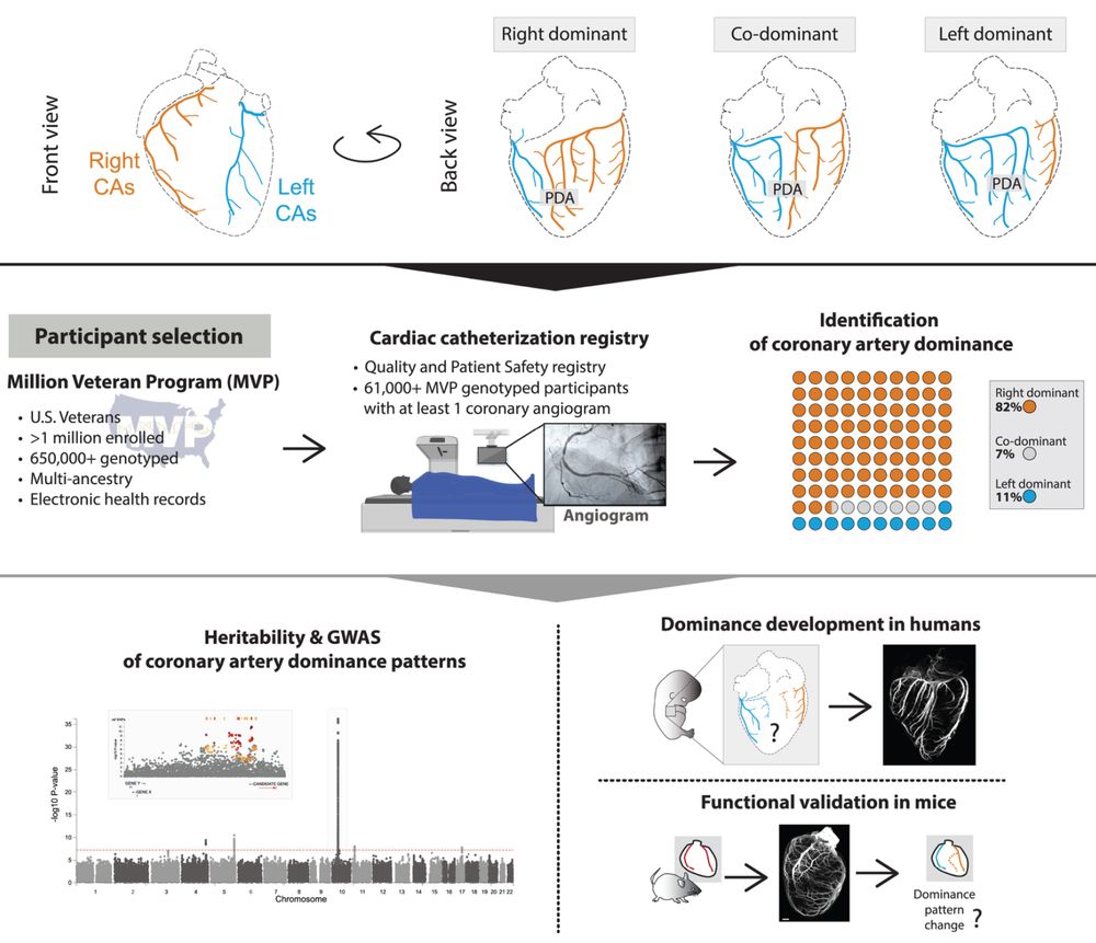 PamR33's tweet image. "Among all the uncertainty, you can always count on awesome science to make you smile. Check out our latest @CellCellPress interdisciplinary endeavor—a reminder that we all have a 🫀, whether right-dominant or not! sciencedirect.com/science/articl…