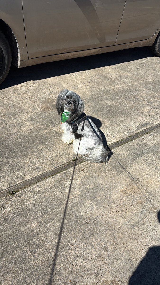 MissMinnie2U's tweet photo. Grooming day for my handsome son🐾son!! Let’s be real, he’s the most charming pup EVER‼️ #kapturingkota 📸🐕 #DakotaCharles #DollyDoosDogGrooming #pamperedpets #spoileddogsofinstagram 🐾
#spoileddogsoftwitter🐾
#viralpets🐕 https://t.co/cq4EKVJBzR