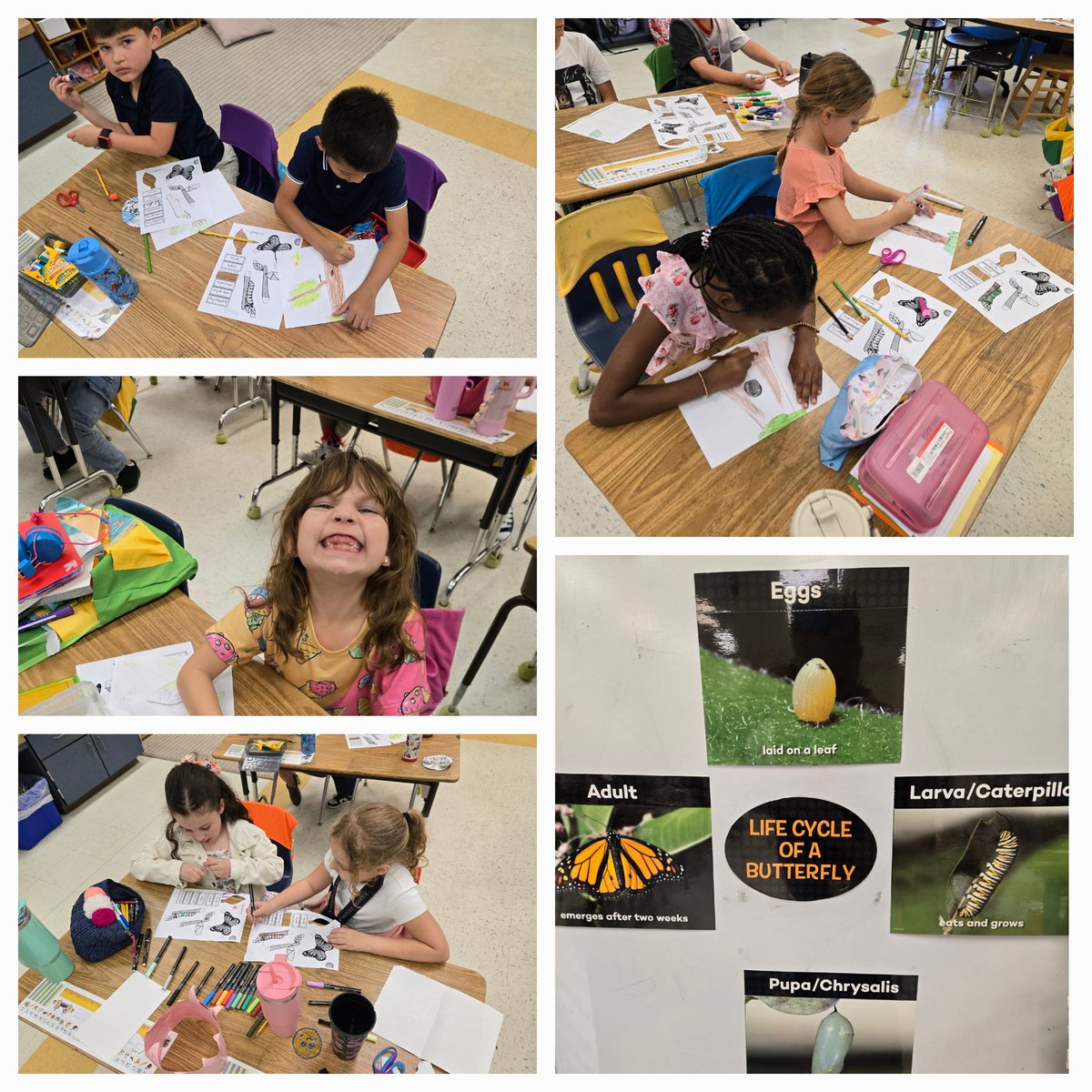 Butterfly time! We are learning about the butterfly life cycle. <a href="/SPEHAWKSNAPLES/">SPEHAWKS</a>