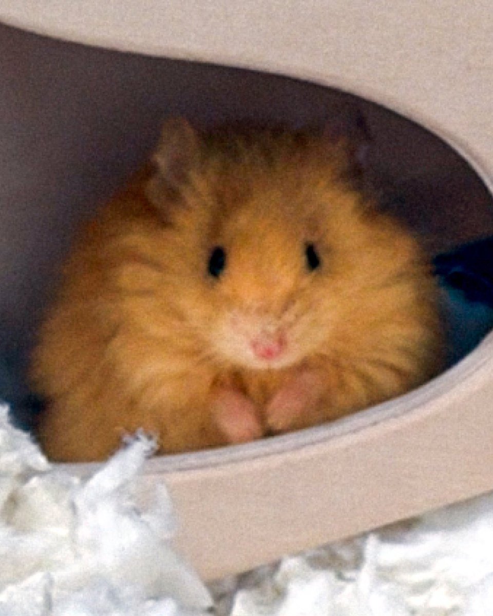 Someone is spreading fast in the feed. Wait…did you say feed? Here’s an adorable close-up of our woolly mouse. ‘Cause we can 💁‍♀️

For a more in-depth look at the Colossal woolly mouse, and how he was engineered to have phenotypes similar to a woolly mammoth, check out our post,