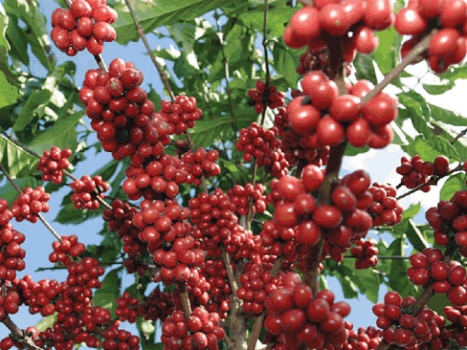Safrasmercado's tweet photo. SafrasNews:   Café atinge preços mais altos em duas semanas em NY com apreensão com safra brasileira, dólar em queda e fatores técnicos  https://t.co/5WW0daYkLJ https://t.co/PKqVBS9KXr