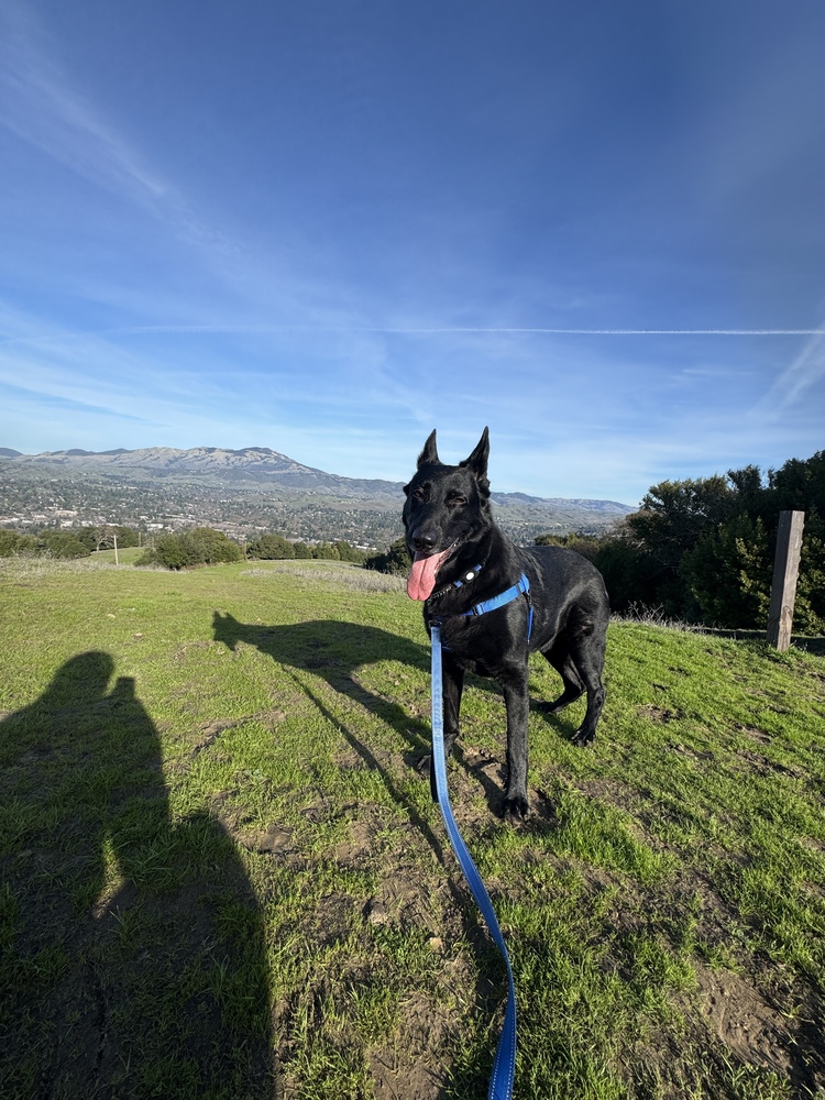 Loki is a 6-year-old (~100 lbs) male who is friendly, easy-going, and calm (has a nice thick shiny coat). He prefers open spaces, and is adapting to things/situations he's not been exposed to yet.
wagtopia.com/search/pet?id=…
#AdoptDontShop #GSD #RescueDogs
