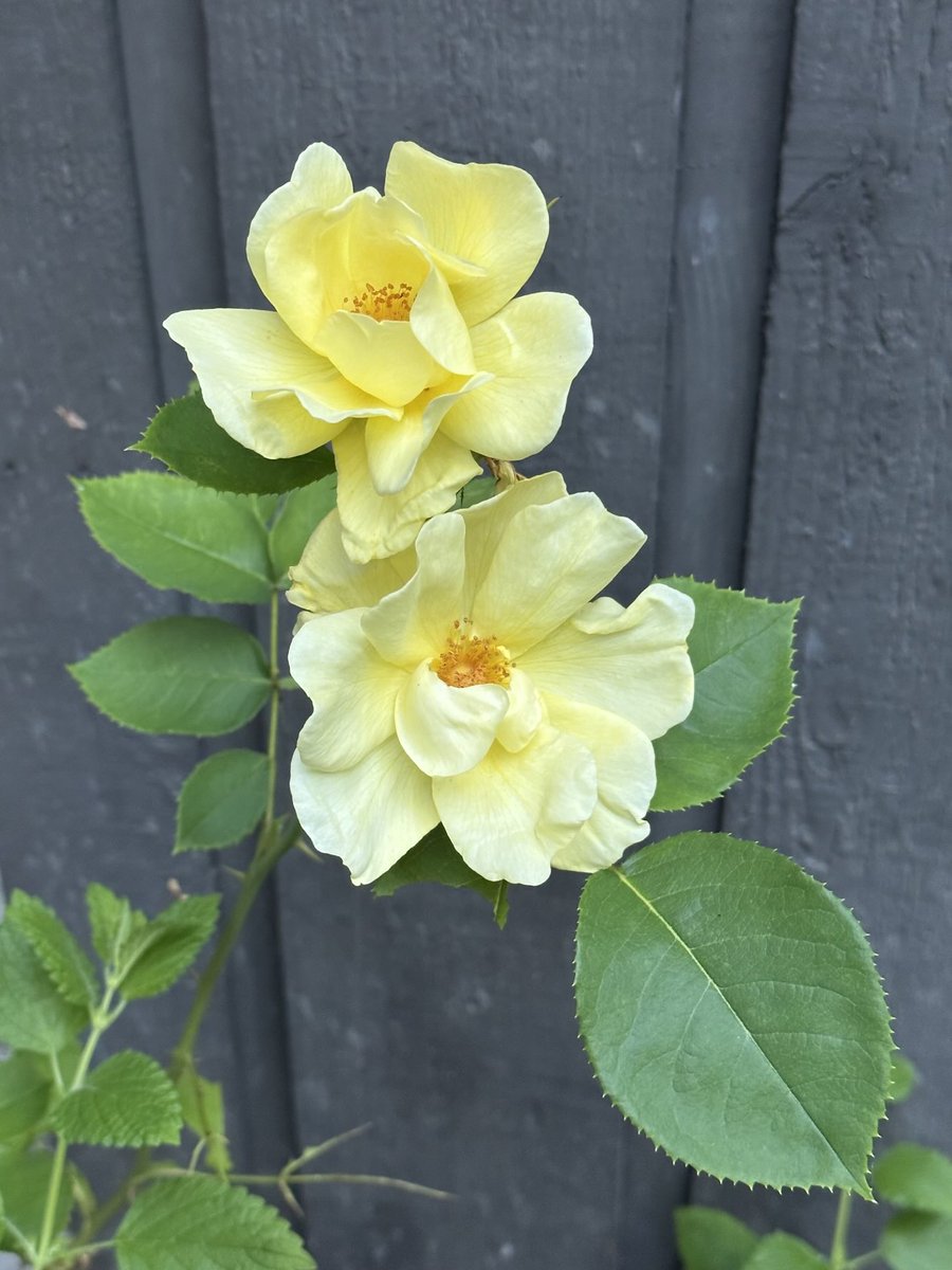 tinykarin's tweet photo. Our only yellow rose ✨
#RoseWednesday #roses #garden https://t.co/AxngTqkpkZ