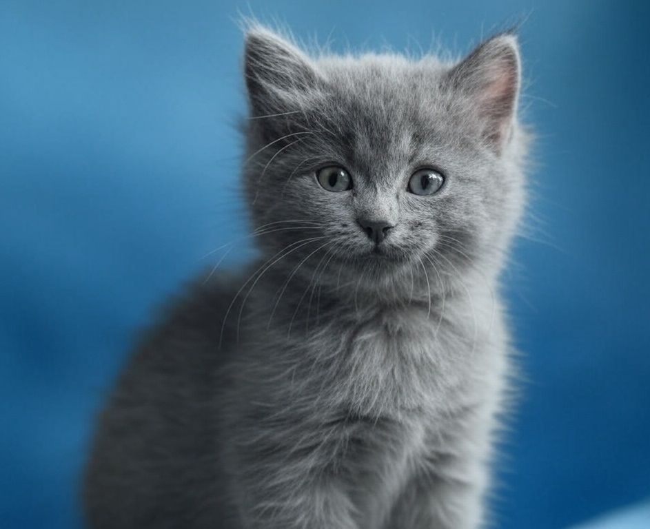 NotablePets tweet media