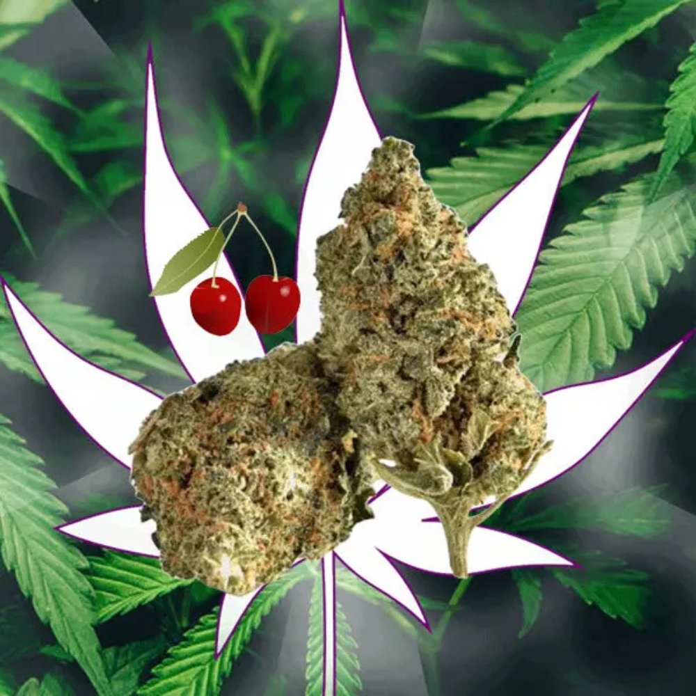GWR420's tweet photo. https://t.co/DMFN9KBthv

High Quality CBD Buds

#high #buds #cbd #trump #ukraine https://t.co/meeVJXzDGi
