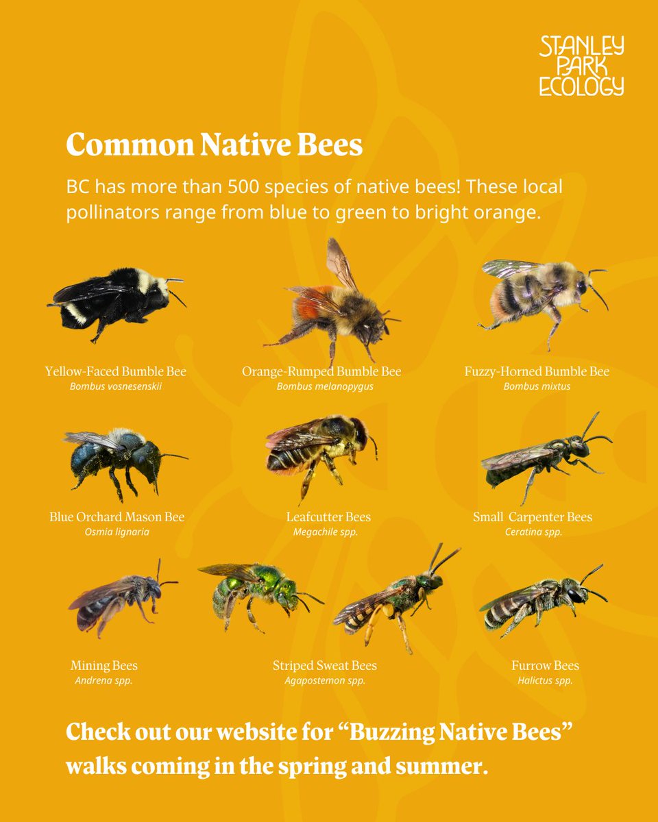 Our Buzzing Native Bees walk was recently featured in a blog post by Curiosity Saves the Planet.