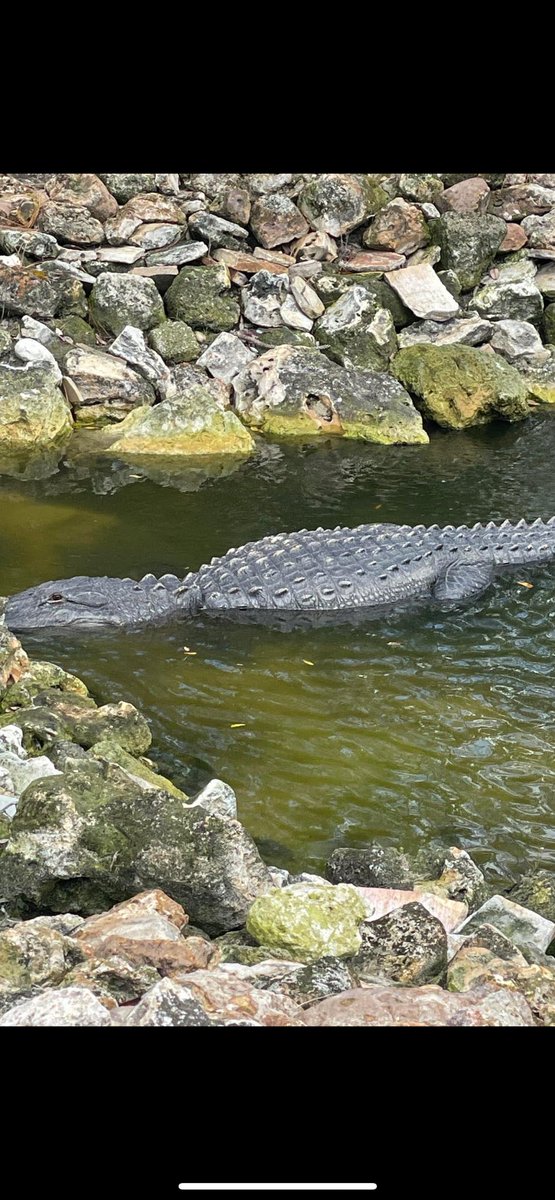 John Hobbins (@aimpointed) on Twitter photo Gator on course at Bay Hill wants to chat with <a href="/BillyHo_Golf/">Billy Horschel</a> about a family member who swims in Palm Beach. Gator on course at Bay Hill wants to chat with <a href="/BillyHo_Golf/">Billy Horschel</a> about a family member who swims in Palm Beach.