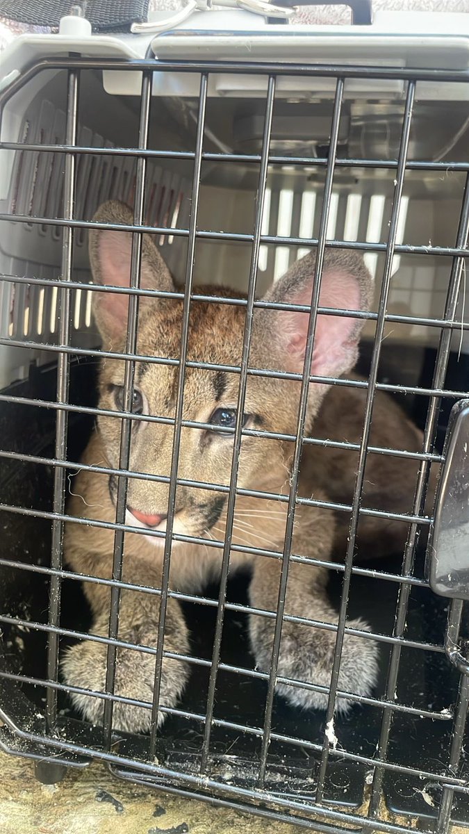 Hacer cumplir la ley es garantizar el orden en todos los ámbitos.

Hoy, la División de Delitos Ambientales rescató un puma que era mantenido ilegalmente en una jaula en Núñez. Se notificó a la responsable y el ejemplar quedó en resguardo del Ecoparque.