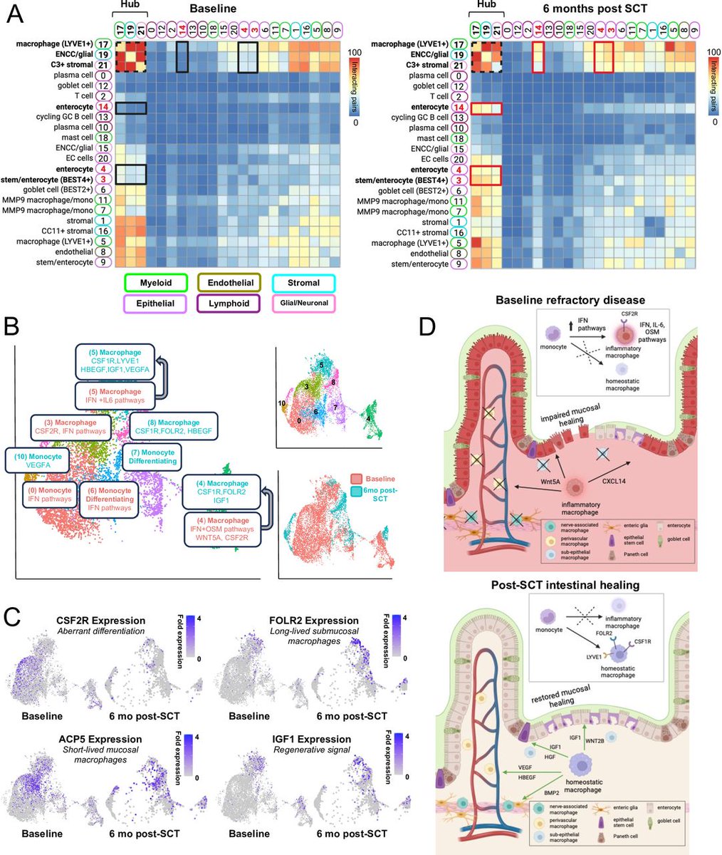 Read the #GUTOnline paper by Guisado et al on

"Reparative immunological consequences of stem cell transplantation as a cellular therapy for refractory Crohn’s disease" via

bit.ly/4be2dRL

<a href="/Felix_Chuang240/">Ling-shiang (Felix) Chuang, Ph.D.</a> #CrohnsDisease #IBD