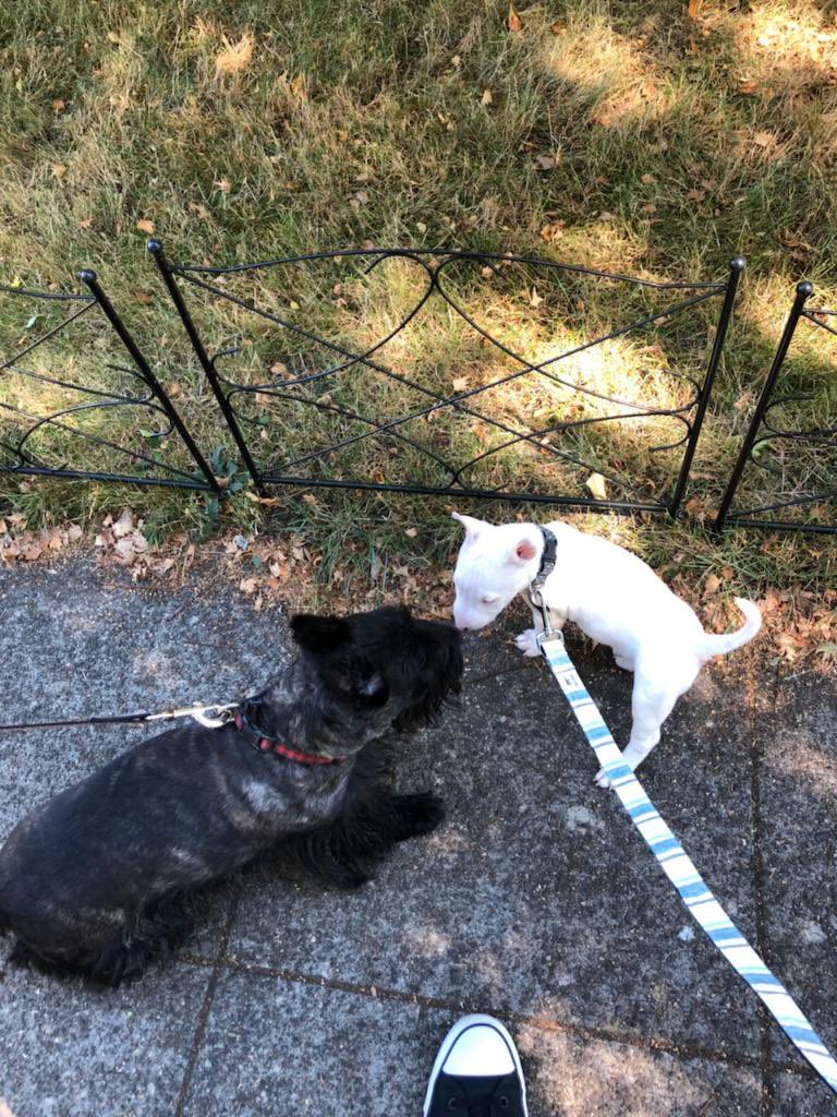 OliveAndEverton tweet media